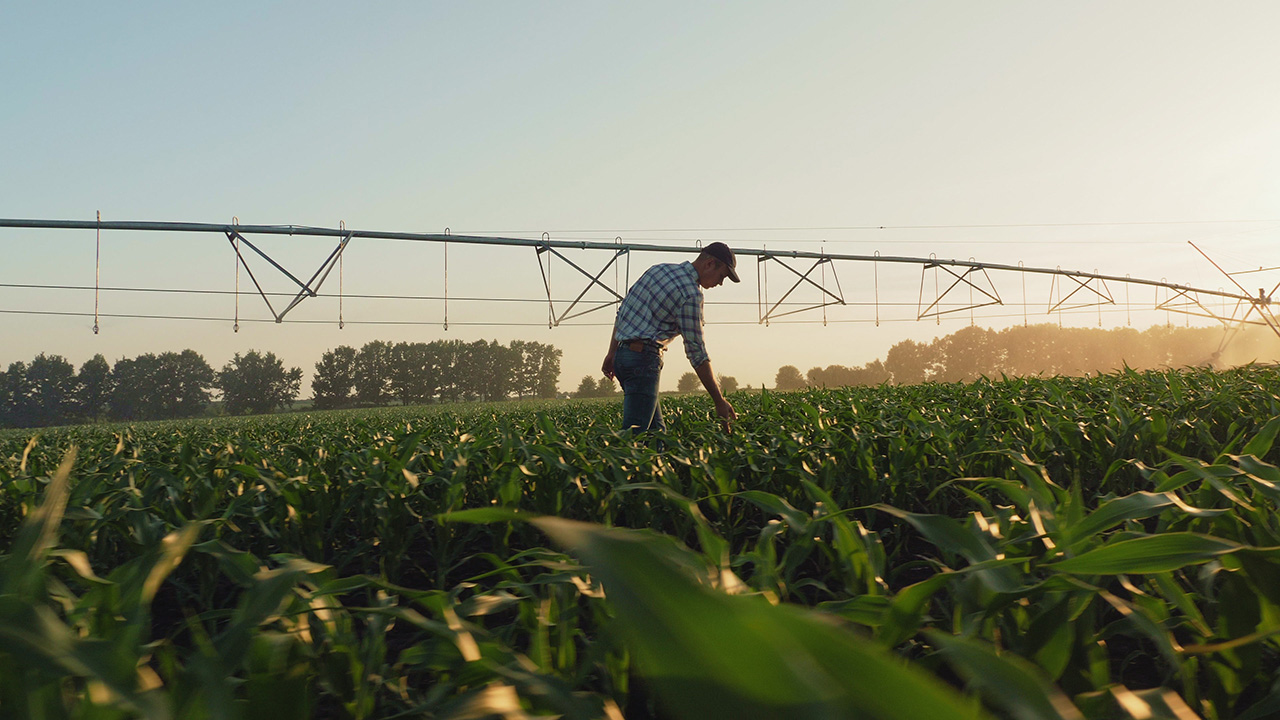 Farmer harvesting crop